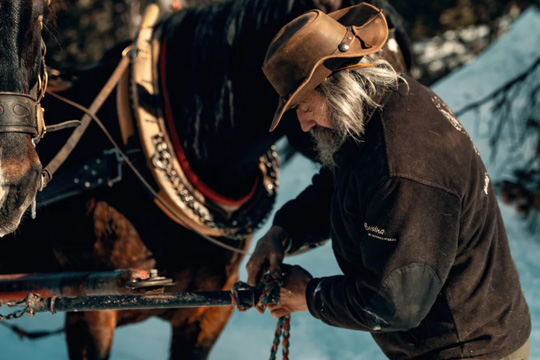 Einfahren von Pferden am Dreispänner