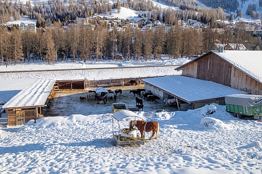 farm Suot Spuondas in Pontresina